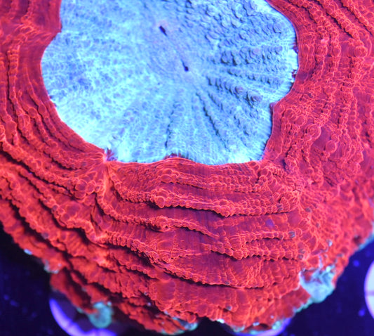 WYSIWYG Ultra Rainbow Acanthophyllia 4.5"