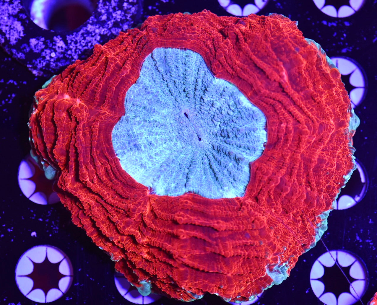 WYSIWYG Ultra Rainbow Acanthophyllia 4.5"