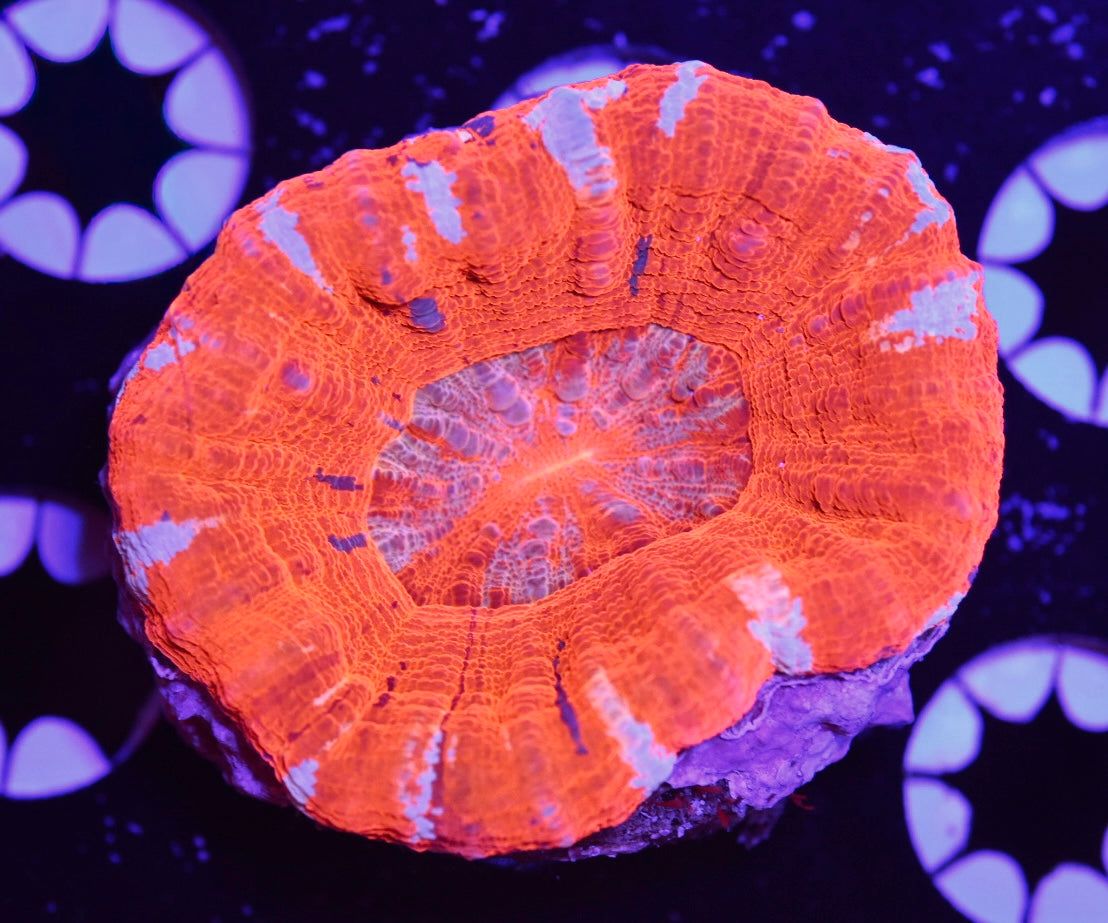 WYSIWYG Unique Orange Scolymia 3" (WOW!)