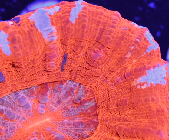 WYSIWYG Unique Orange Scolymia 3" (WOW!)