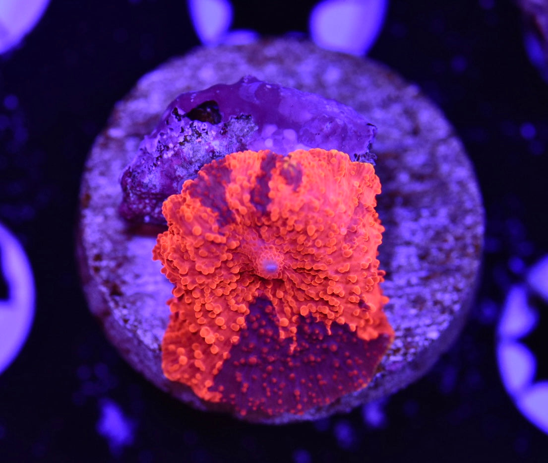 WYSIWYG Deadpool Discosuma Mushroom 1" (WOW!)