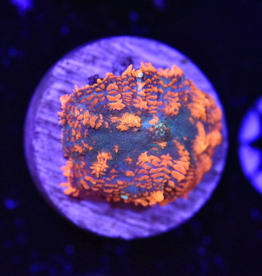 WYSIWYG Bullseye Rhodactis Mushroom 1"