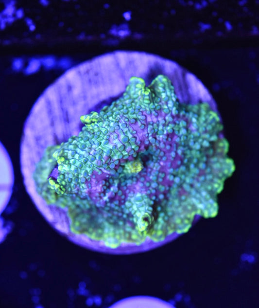 WYSIWYG Green Goblin Discosuma Mushroom 1.5" (WOW!)