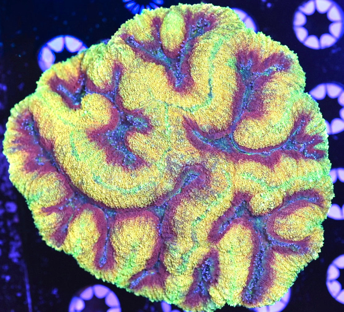 WYSIWYG Incredible Rainbow Symphyllia 5" (INSANE!)