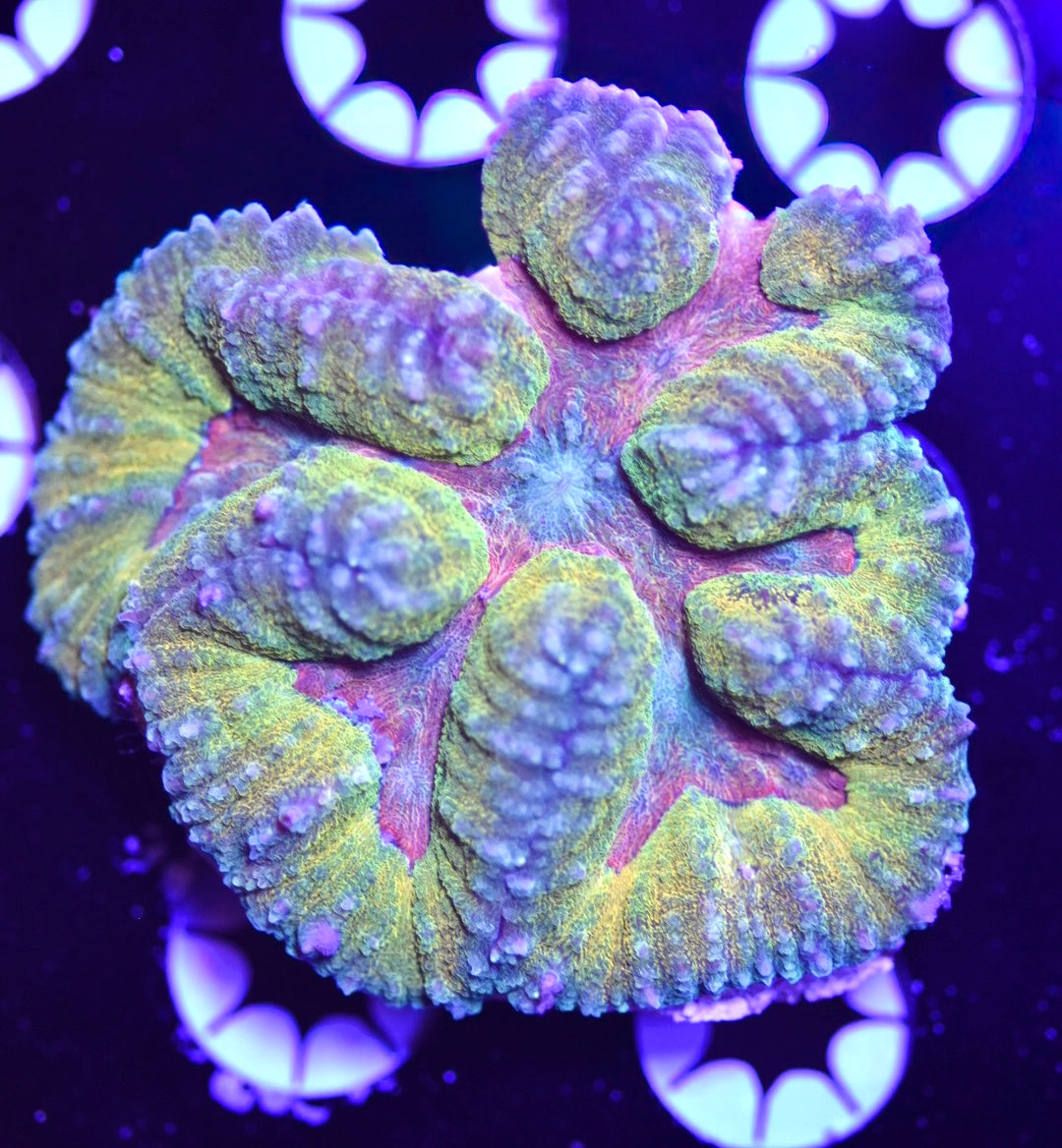 WYSIWYG Unique Rainbow Symphyllia 3.5"