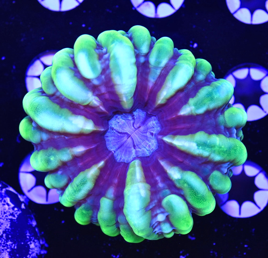 WYSIWYG Ultra Rainbow Cynarina 4"