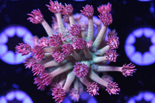 WYSIWYG Rainbow Implosion Goniopora 1.5" (CRAZY!)