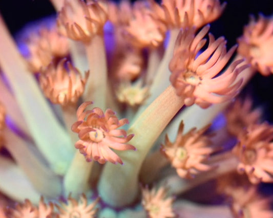 WYSIWYG Peach Pie Goniopora 1" (CRAZY!)