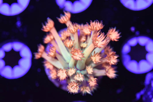 WYSIWYG Peach Pie Goniopora 1" (CRAZY!)