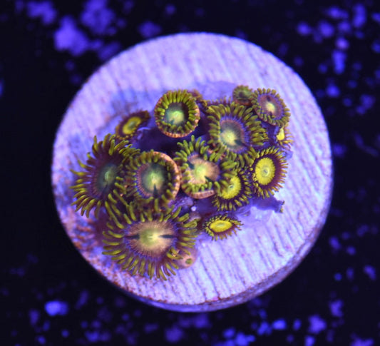 WYSIWYG Zoanthid Combo Frag