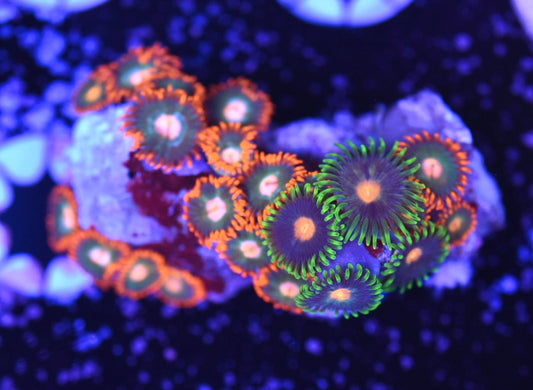 WYSIWYG Zoanthid Combo Frag