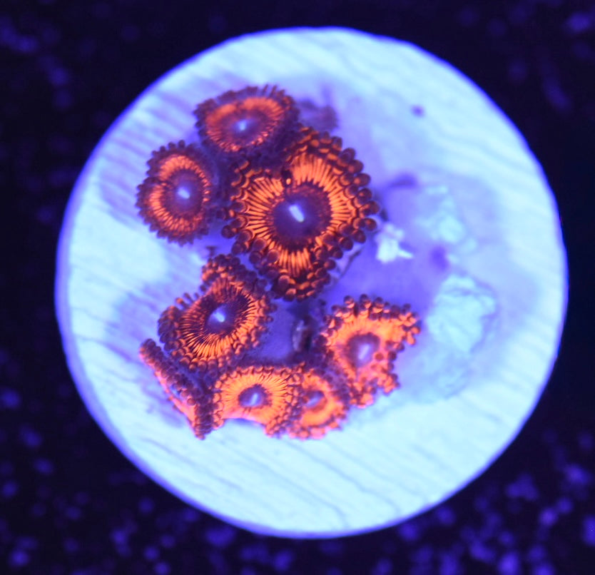 WYSIWYG Nuclear Owl Zoanthids