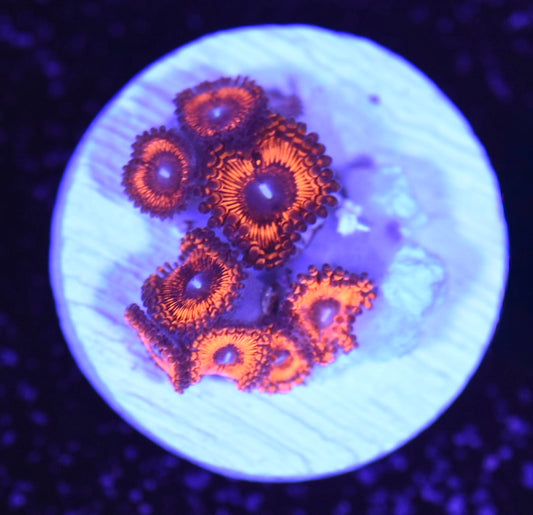 WYSIWYG Nuclear Owl Zoanthids