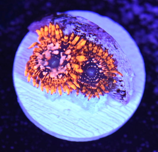 WYSIWYG Utter Chaos Zoanthids