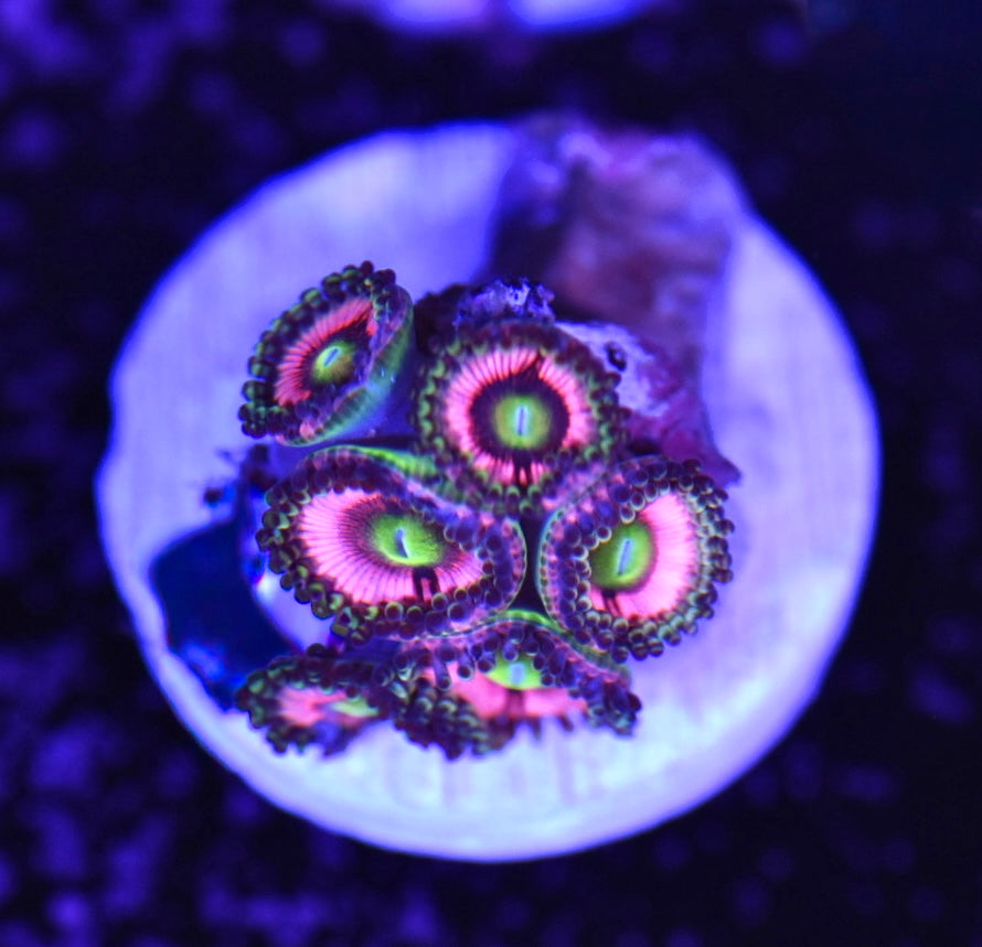 WYSIWYG Pink Energizer Bunny Zoanthids