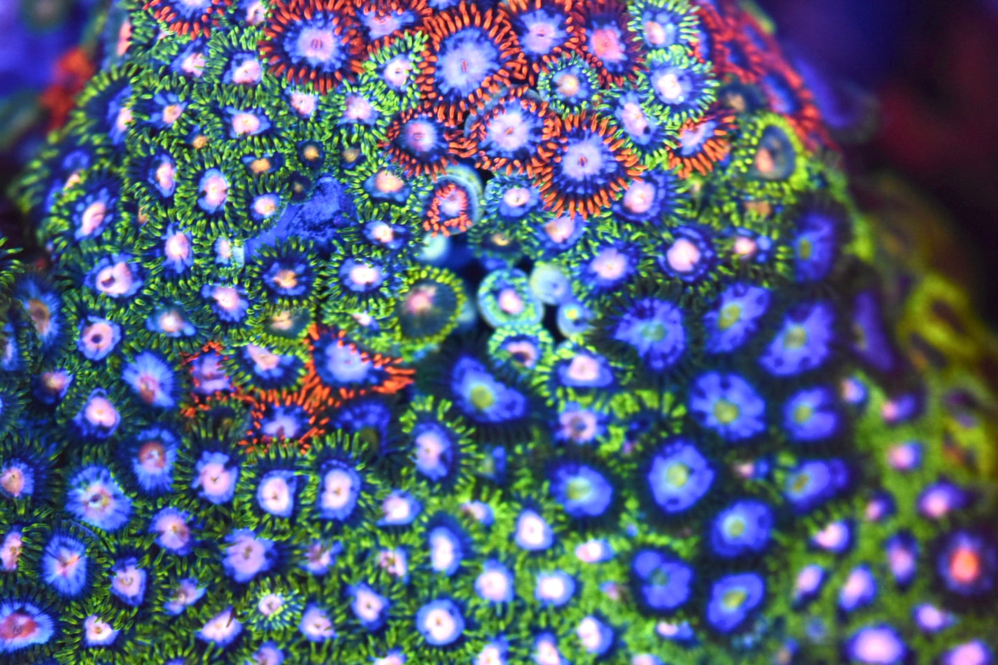 WYSIWYG XL Mixed Zoanthid Colony 4" (WOW!)