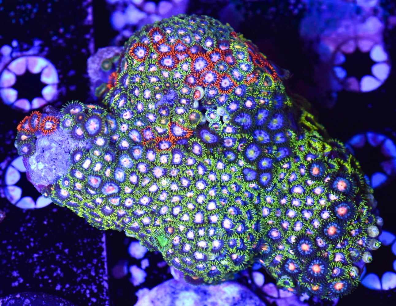 WYSIWYG XL Mixed Zoanthid Colony 4" (WOW!)