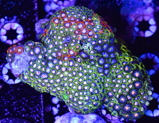 WYSIWYG XL Mixed Zoanthid Colony 4" (WOW!)