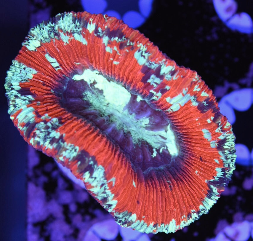 WYSIWYG Ultra Rainbow Trachyphyllia 2.5" (WOW!)