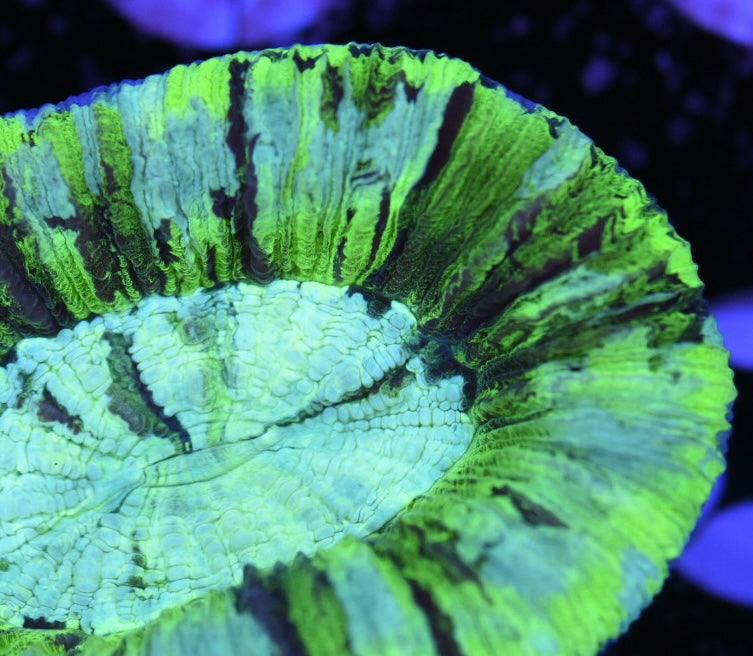 WYSIWYG Radioactive Rainbow Trachyphyllia 2.5" (BRIGHT!)