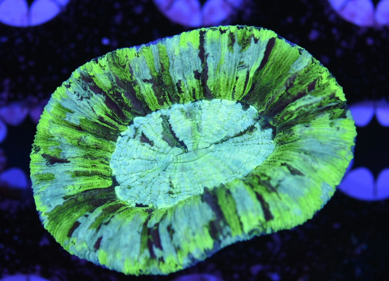 WYSIWYG Radioactive Rainbow Trachyphyllia 2.5" (BRIGHT!)