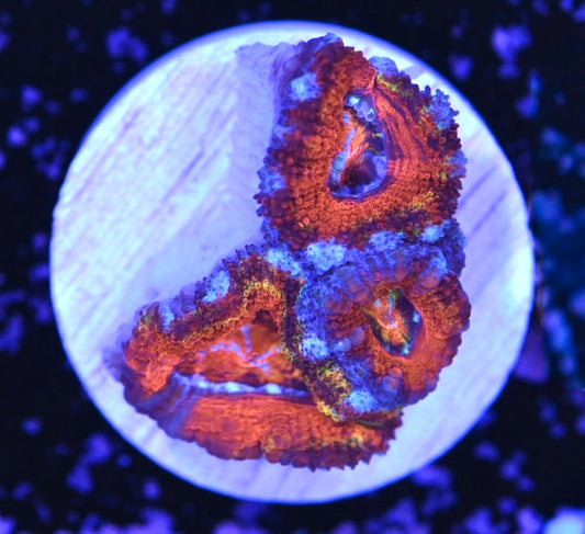 WYSIWYG Rainbow Acan Lord 1.5"