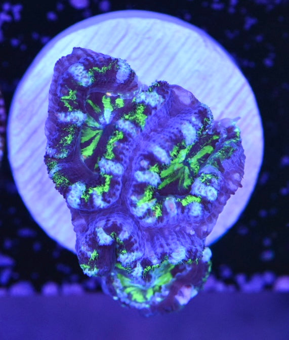 WYSIWYG Hulk Acan 1.5"