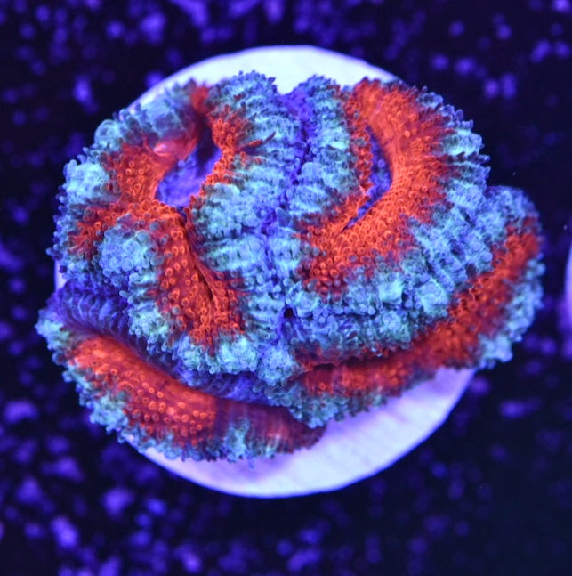 WYSIWYG Rainbow Acan 1.5"