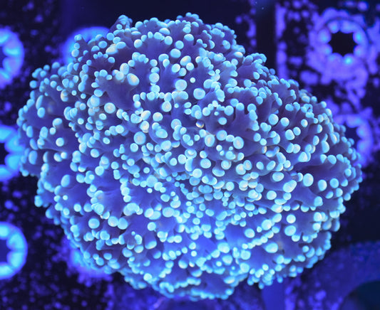 WYSIWYG Ultra Rainbow Kingspawn 4.5" (RARE!)