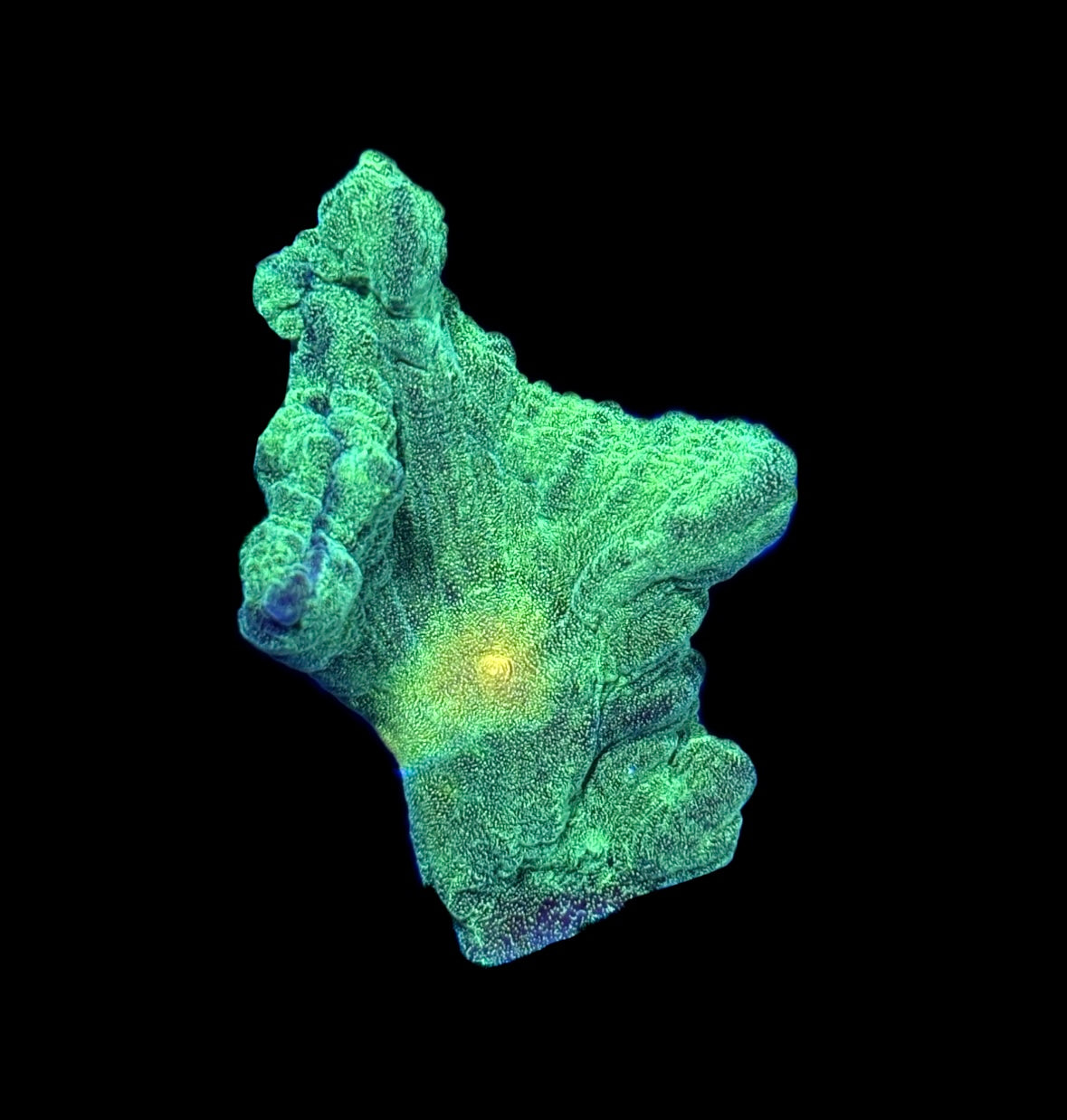 WYSIWYG Space Invader Pectinia (BRIGHT!)