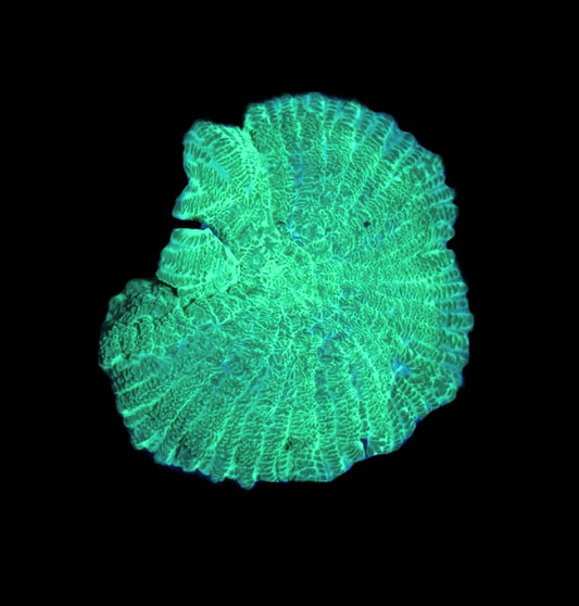 WYSIWYG Neon Green Rhodactis Mushroom 1"