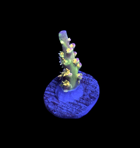 WYSIWYG Walt Disney ACropora 1" (WOW!)