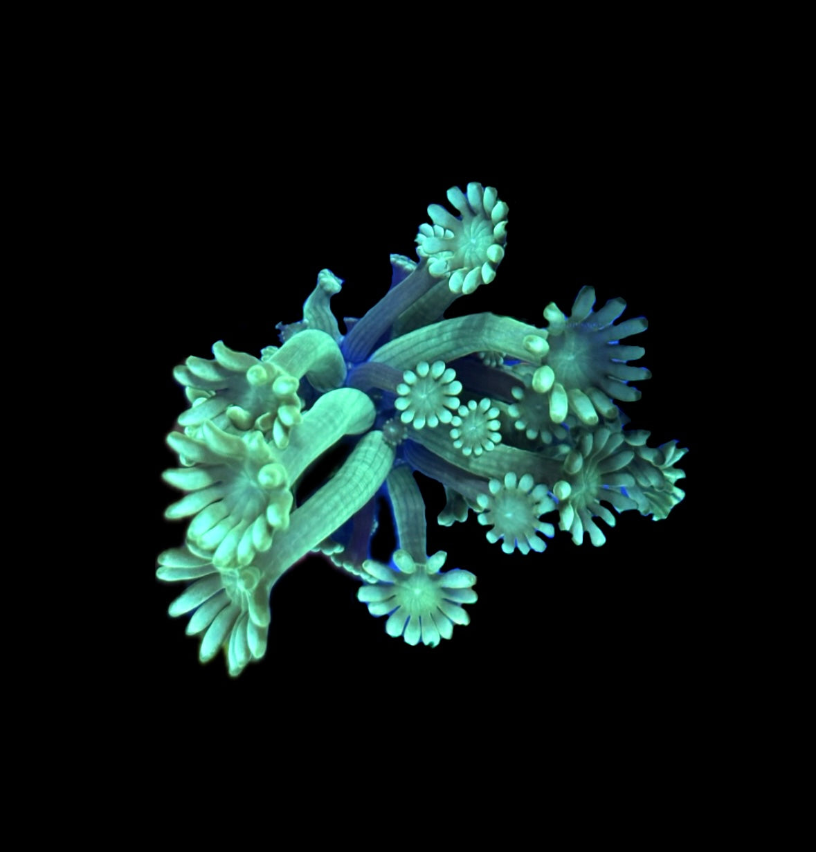 WYSIWYG Ultra Alveopora 2.5"