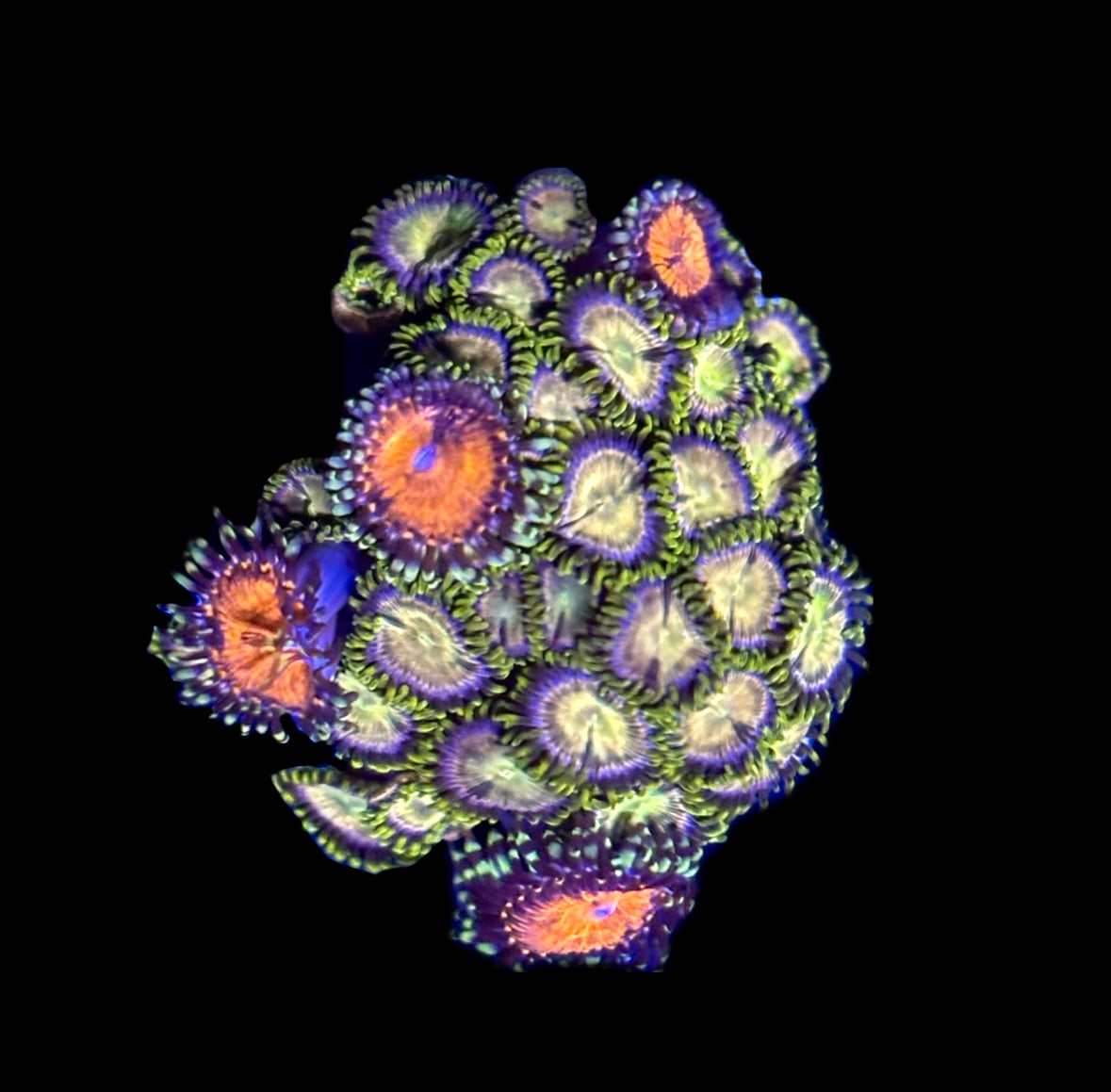 WYSIWYG Zoanthid Combo Mini Colony (NICE!)