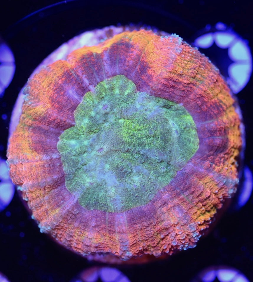 WYSIWYG Incredible Rainbow Lobophyllia 3" (UNIQUE!)