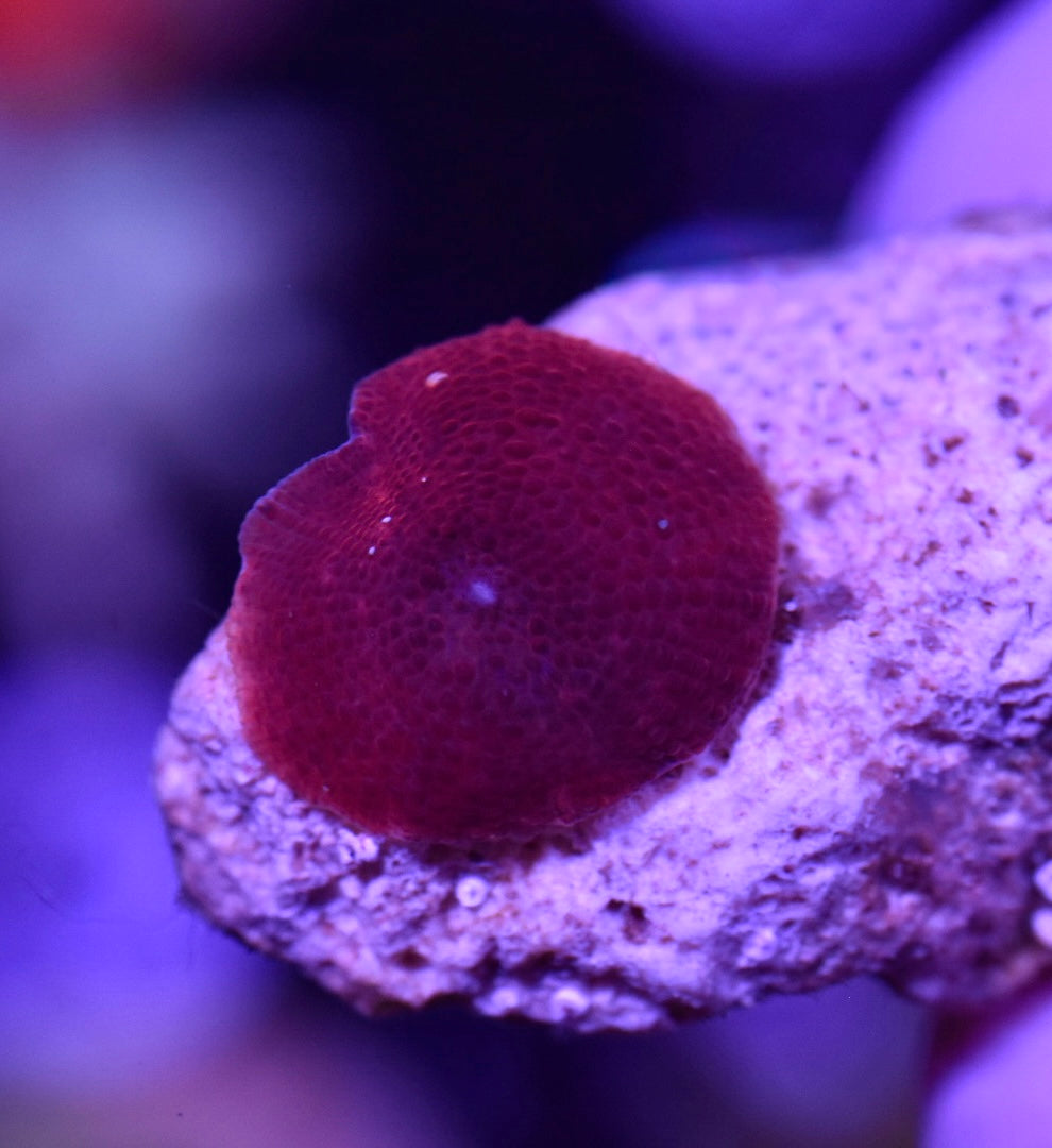 WYSIWYG Red Discosuma Mushroom 1"