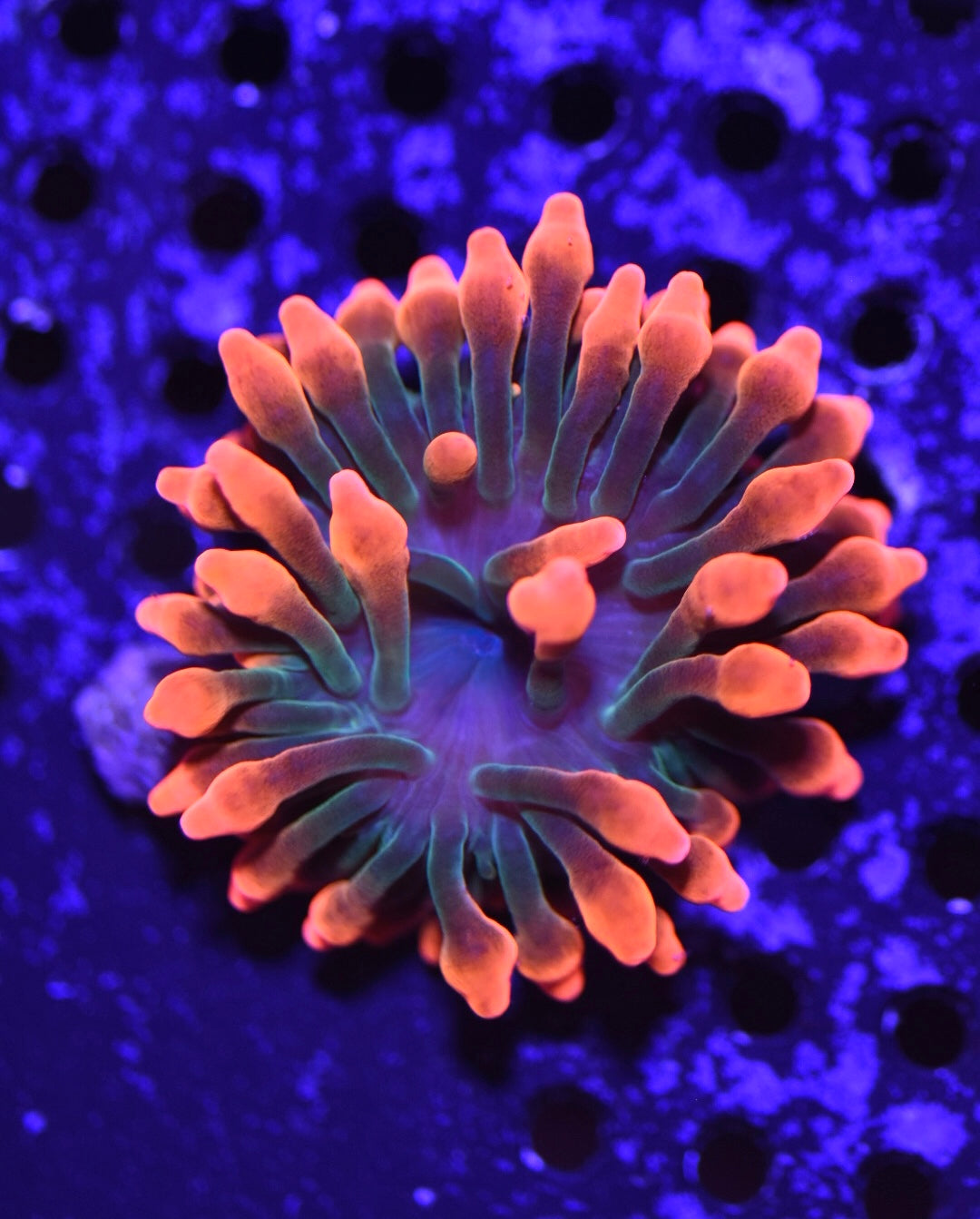 WYSIWYG Black Widow Bublle Tip Anemone 2"