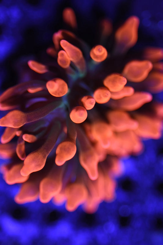 WYSIWYG Black Widow Bublle Tip Anemone 2"