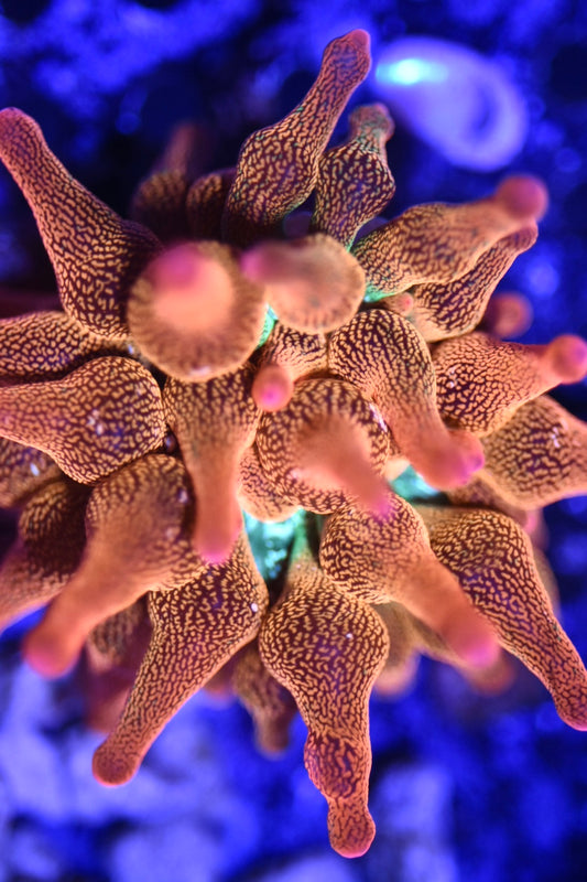WYSIWYG Pink Tip Rainbow Bubble Tip Anemone 2"