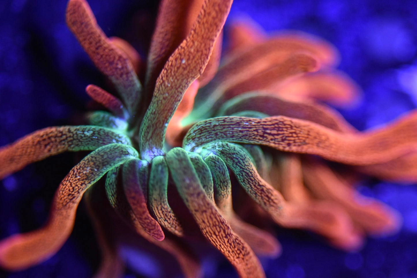 WYSIWYG Hawaiian Punch Bubble Tip Anemone 2"