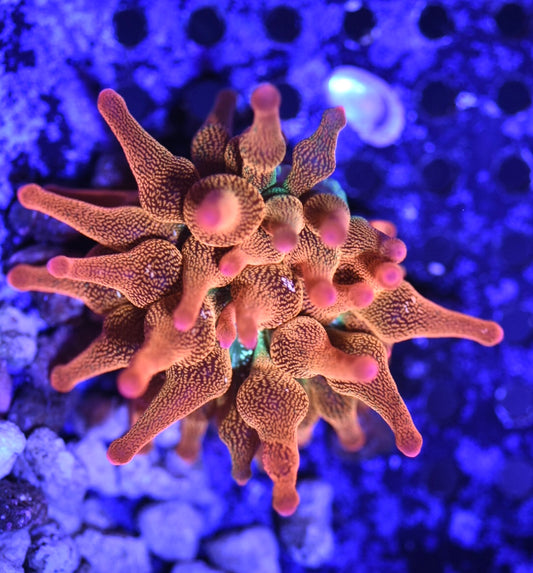 WYSIWYG Pink Tip Rainbow Bubble Tip Anemone 2"