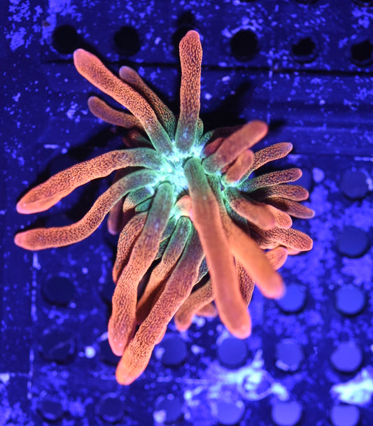 WYSIWYG Hawaiian Punch Bubble Tip Anemone 2"