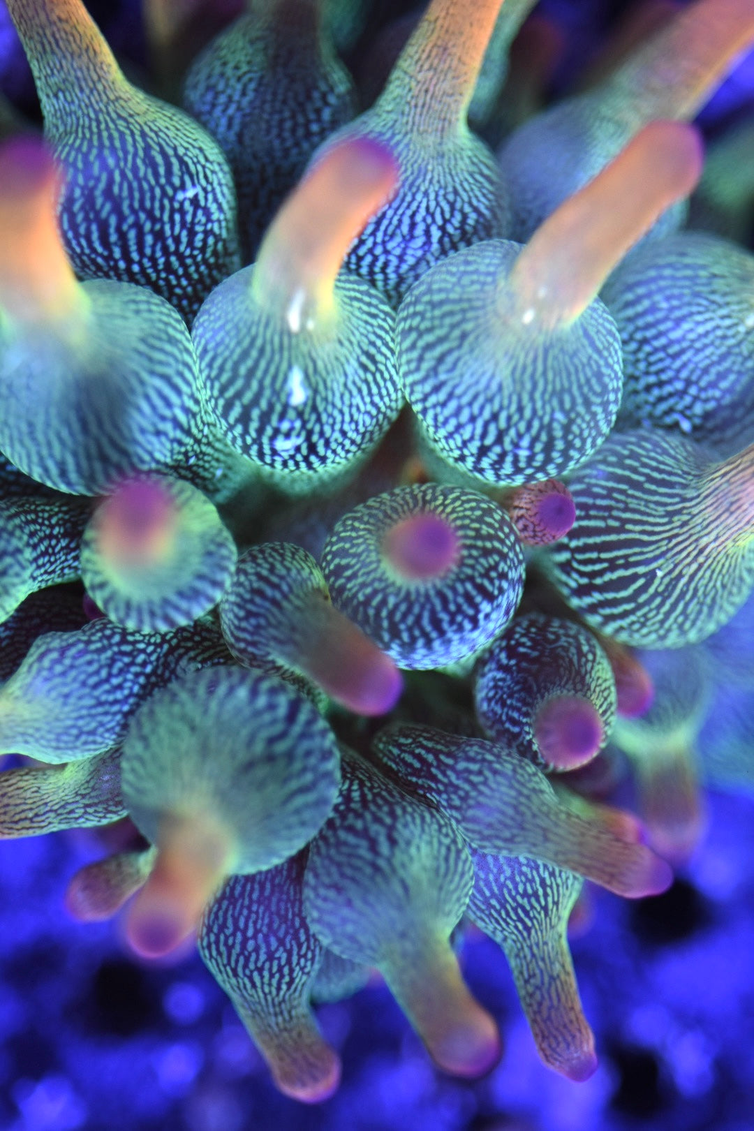 WYSIWYG Holy Grail Bubble Tip Anemone 2" (WOW!)