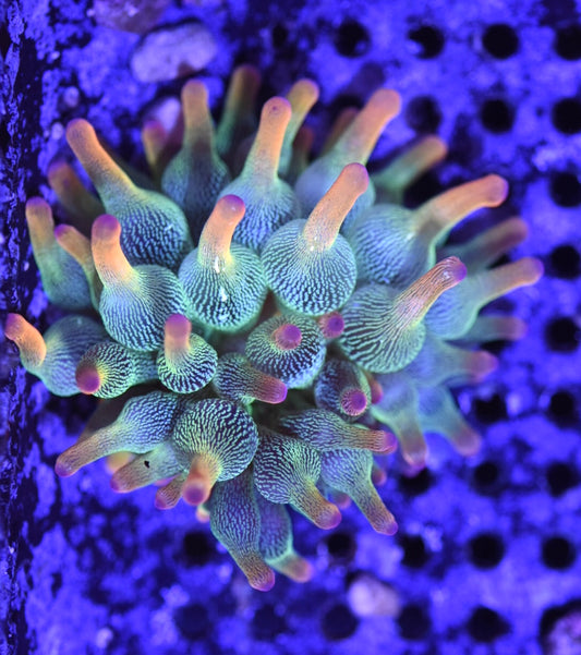 WYSIWYG Holy Grail Bubble Tip Anemone 2" (WOW!)