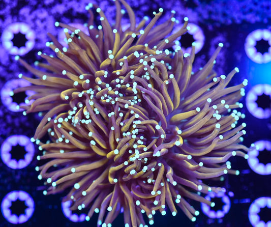 WYSIWYG XXL Orange Peel Torch Colony 5" (THREE HEADS!)