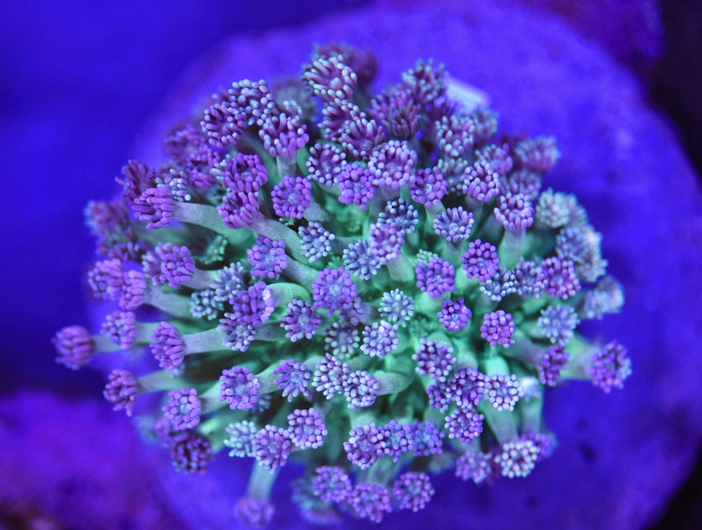WYSIWYG XL Majesty’s Blood Goniopora Colony 3.5" (INSANE!)