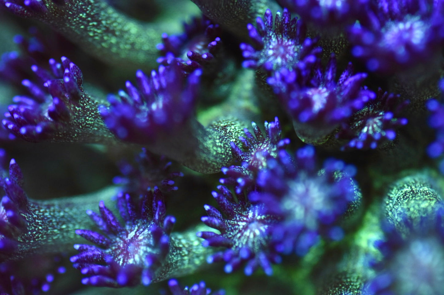 WYSIWYG OG Glitter Goniopora Colony 3.5" (CRAZY!)