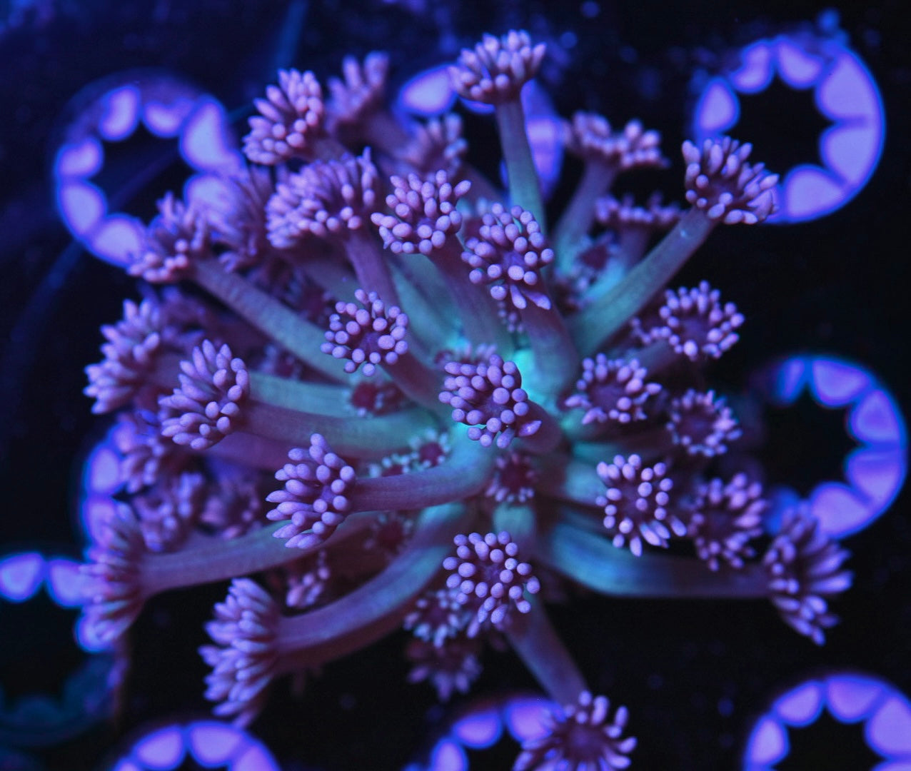 WYSIWYG Tillys Pink Tip Goniopora 3.5" (WOW!)