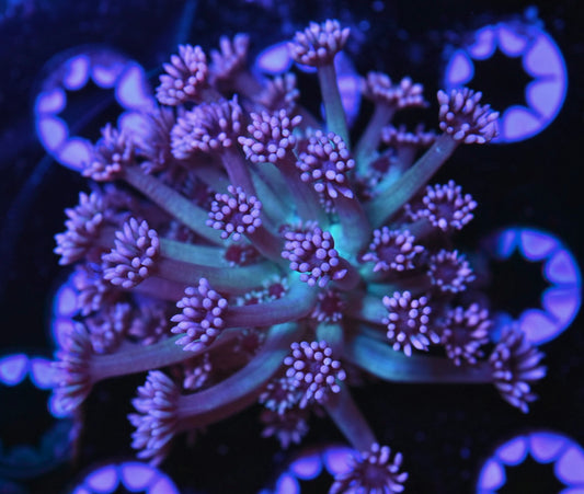 WYSIWYG Tillys Pink Tip Goniopora 3.5" (WOW!)