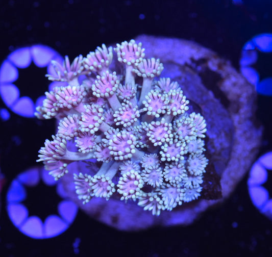 WYSIWYG Bima Goniopora 2.5" (UNIQUE!)